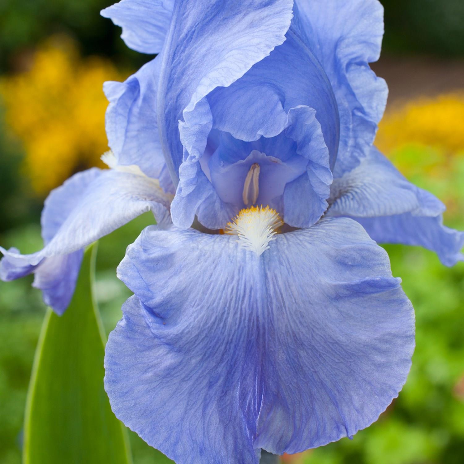 Iris x germanica Harriette Halloway in the GardenTags plant encyclopedia Bearded Iris Harriette Halloway (Tall) in the GardenTags plant encyclopedia