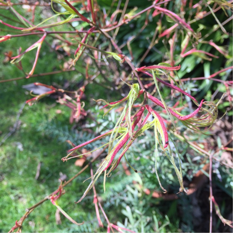 Acer Palmatum Kinshi in the GardenTags plant encyclopedia Japanese Maple Kinshi in the GardenTags plant encyclopedia
