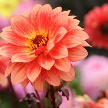 Dahlia Classic Masquerade in the GardenTags plant encyclopedia Dahlia Classic Masquerade (Misc) in the GardenTags plant encyclopedia