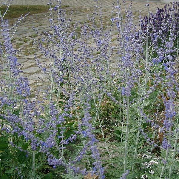 Salvia Blue Spire syn. Perovskia Blue Spire in the GardenTags plant encyclopedia Russian Sage Blue Spire in the GardenTags plant encyclopedia