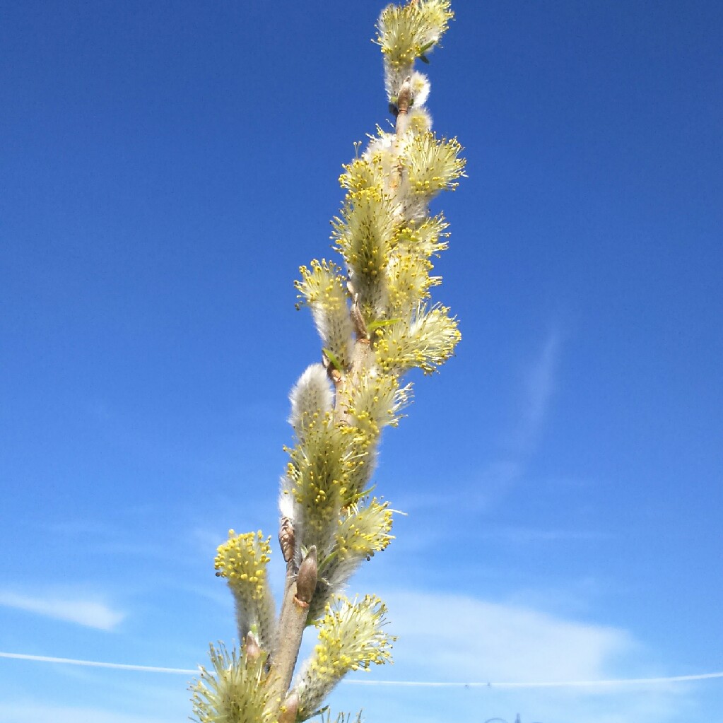 Salix Viminalis in the GardenTags plant encyclopedia Basket Willow in the GardenTags plant encyclopedia