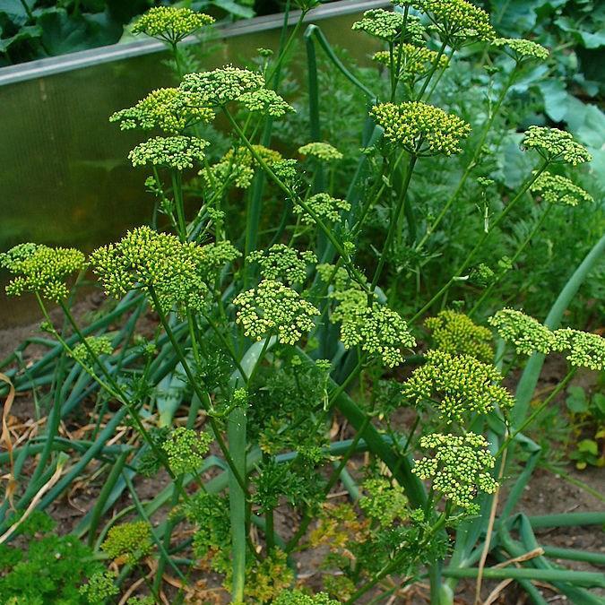 Petroselinum crispum in the GardenTags plant encyclopedia Parsley in the GardenTags plant encyclopedia