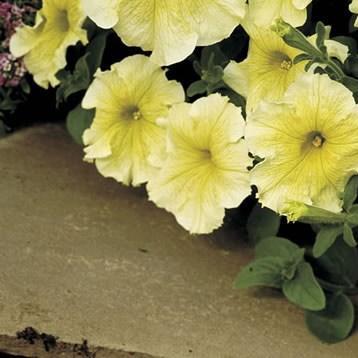 Petunia Prism Sunshine in the GardenTags plant encyclopedia Petunia Prism Sunshine in the GardenTags plant encyclopedia