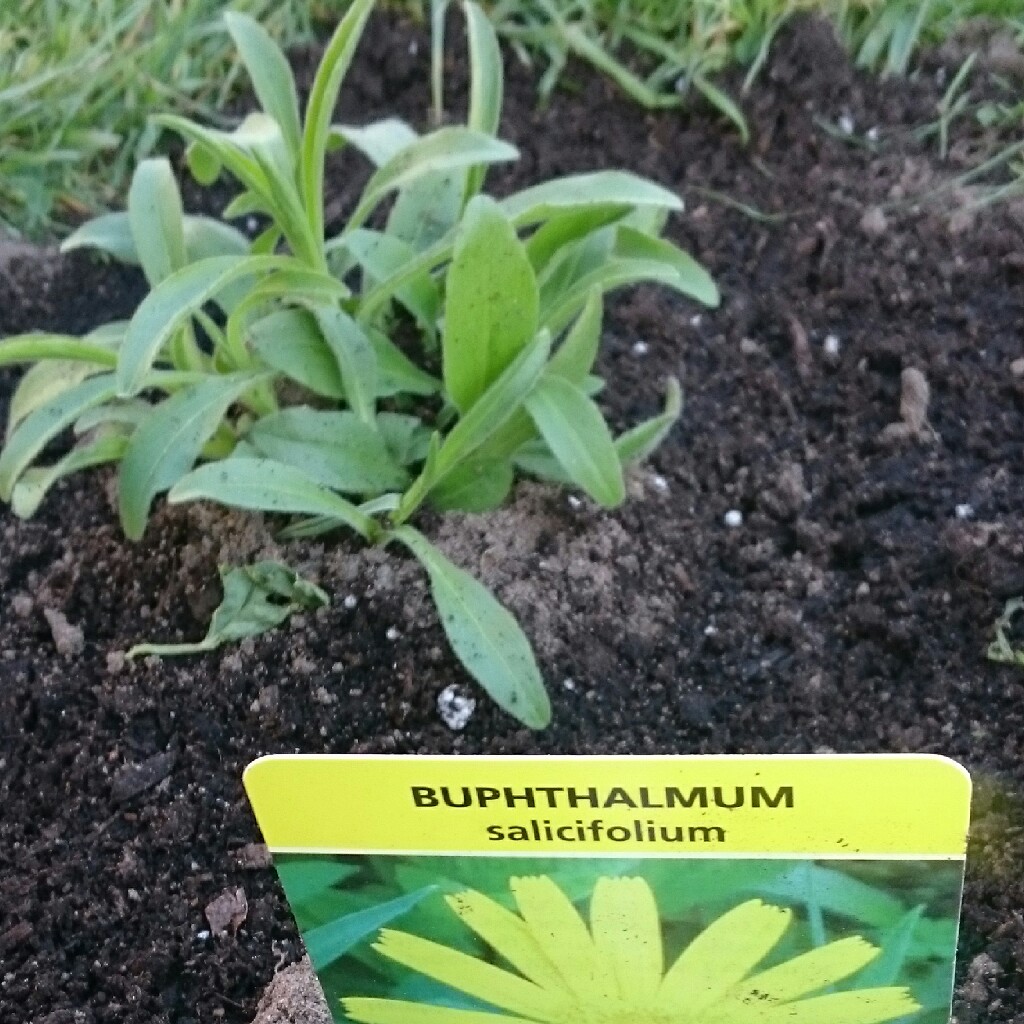 Buphthalmum salicifolium syn. Buphthalmum grandiflorum in the GardenTags plant encyclopedia Yellow ox eye in the GardenTags plant encyclopedia