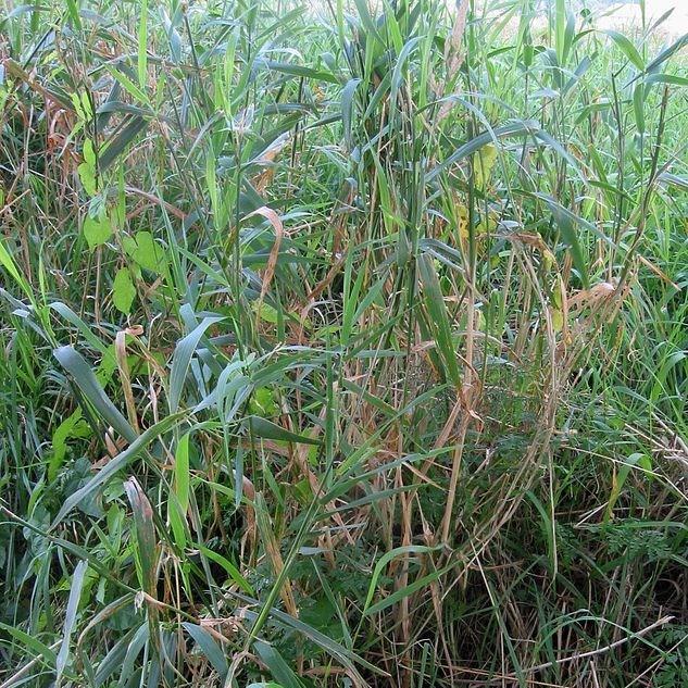Reed canary grass in the GardenTags plant encyclopedia