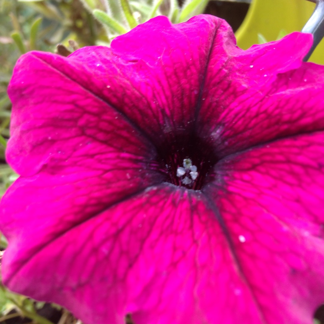 Petunia surfinia Giant Purple in the GardenTags plant encyclopedia Trailing Petunia Giant Purple in the GardenTags plant encyclopedia