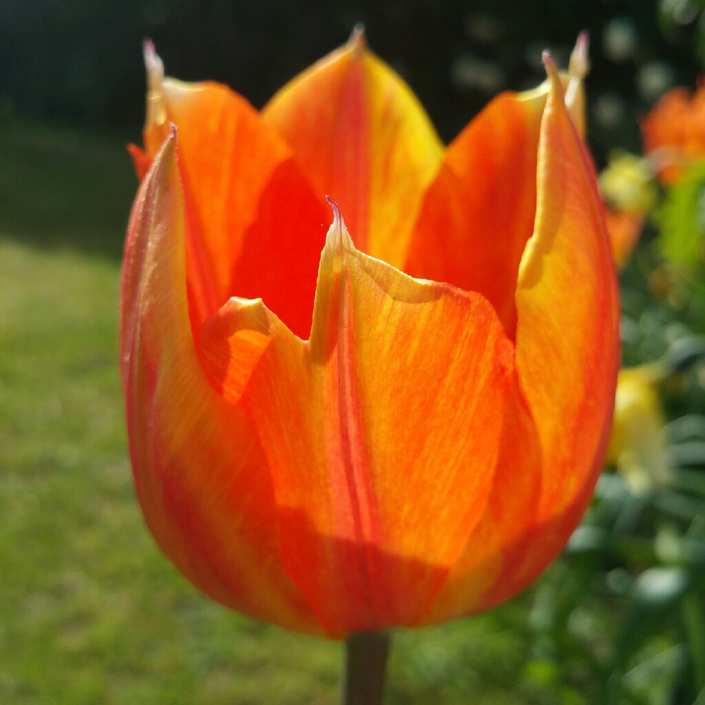 Tulipa El Nino in the GardenTags plant encyclopedia Tulip El Nino (Single Late) in the GardenTags plant encyclopedia