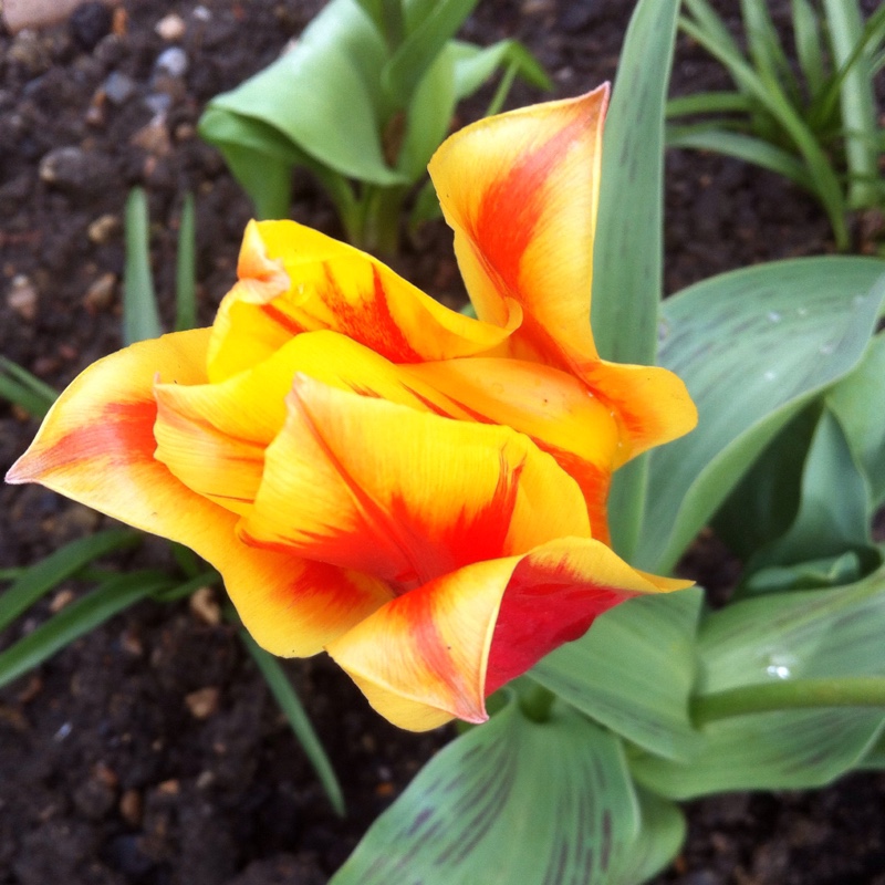 Tulipa Winnipeg syn. Tulipa greigii Winnipeg in the GardenTags plant encyclopedia Tulip Winnipeg (Greigii) in the GardenTags plant encyclopedia