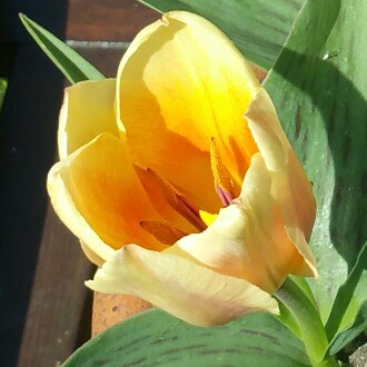 Tulipa Fur Elise in the GardenTags plant encyclopedia Tulip Fur Elise (Greigii) in the GardenTags plant encyclopedia