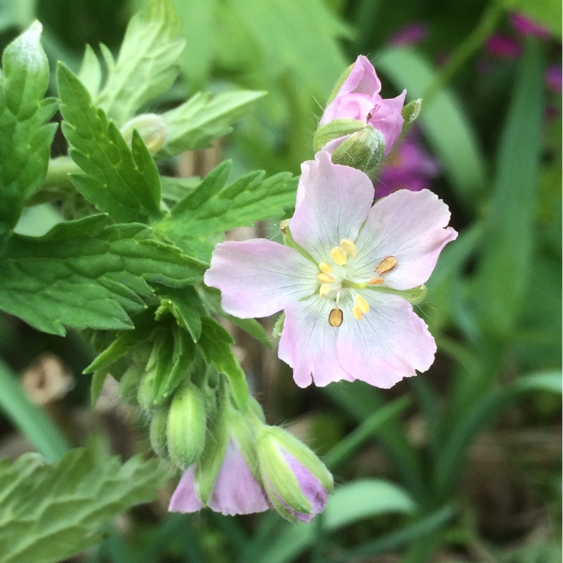 Geranium phaeum var. lividum in the GardenTags plant encyclopedia Leaden Dusky Cranesbill in the GardenTags plant encyclopedia