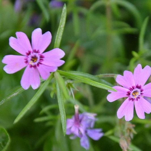 Phlox adsurgens Wagon Wheels in the GardenTags plant encyclopedia Mountain Phlox in the GardenTags plant encyclopedia