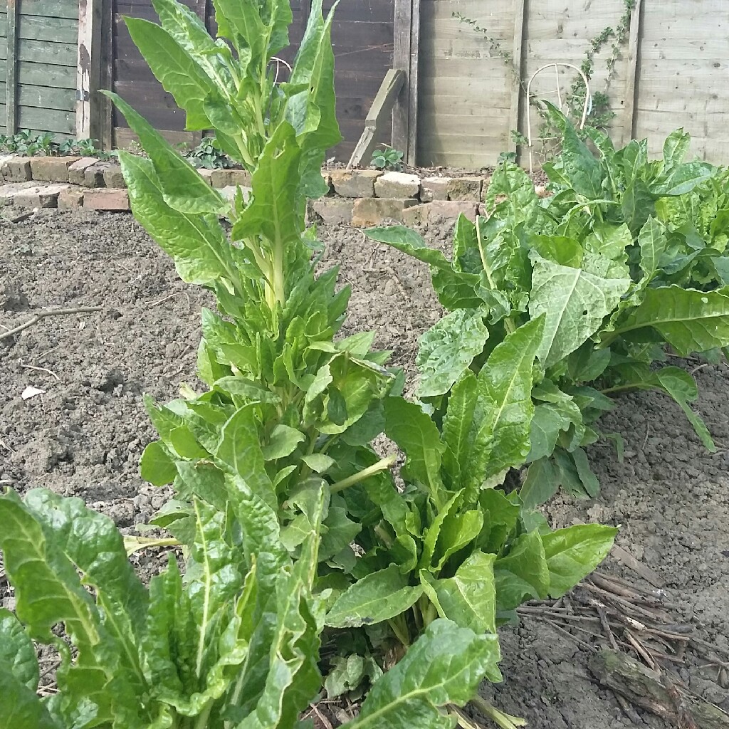 Beta Vulgaris var Cicla in the GardenTags plant encyclopedia Perpetual spinach in the GardenTags plant encyclopedia