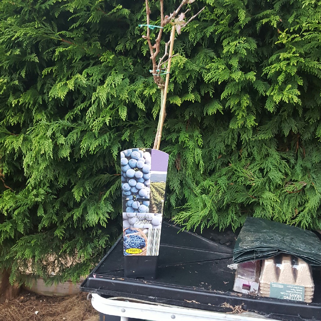 Vitis Vinifera Romeo in the GardenTags plant encyclopedia Grape Vine Romeo in the GardenTags plant encyclopedia