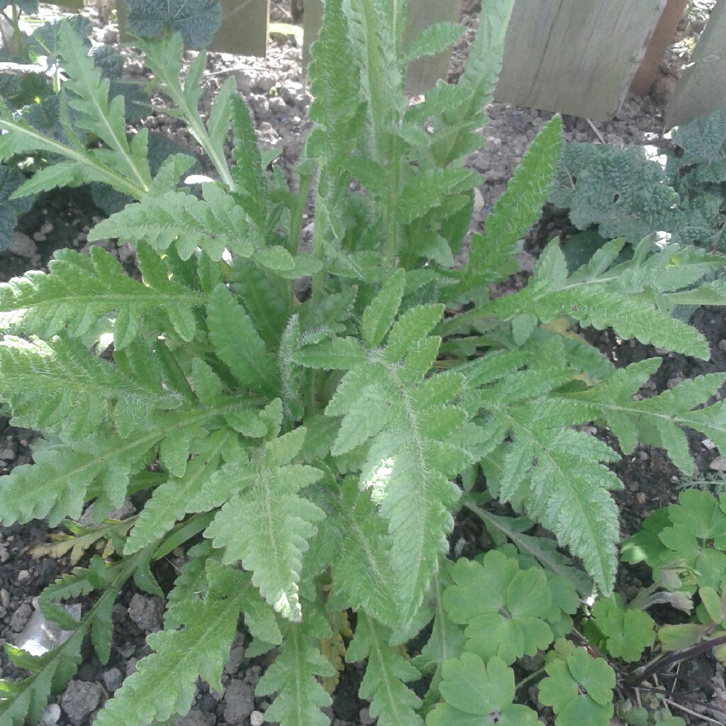 Papaver orientale Fruit Punch (Mix) in the GardenTags plant encyclopedia Oriental Poppy Fruit Punch (Mix) in the GardenTags plant encyclopedia