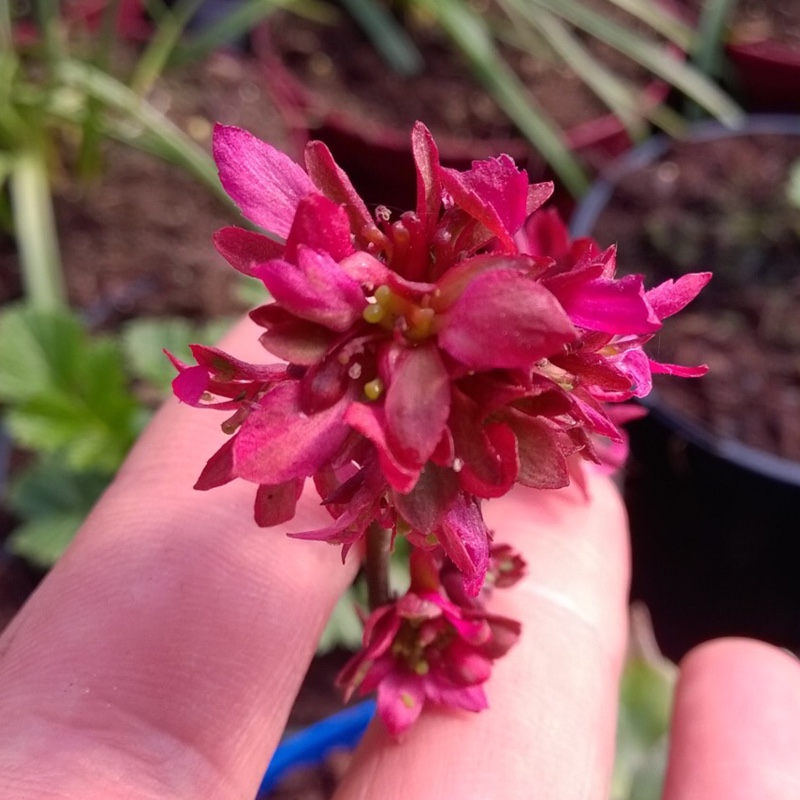 x Mukgenia Flame syn. x Mukgenia Nova Flame in the GardenTags plant encyclopedia Mukgenia Nova Flame in the GardenTags plant encyclopedia