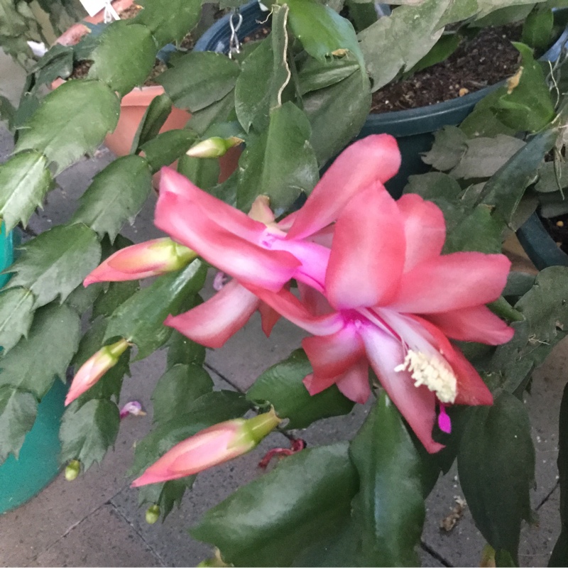 Schlumbergera truncata Tara in the GardenTags plant encyclopedia Zygo Cactus Tara in the GardenTags plant encyclopedia