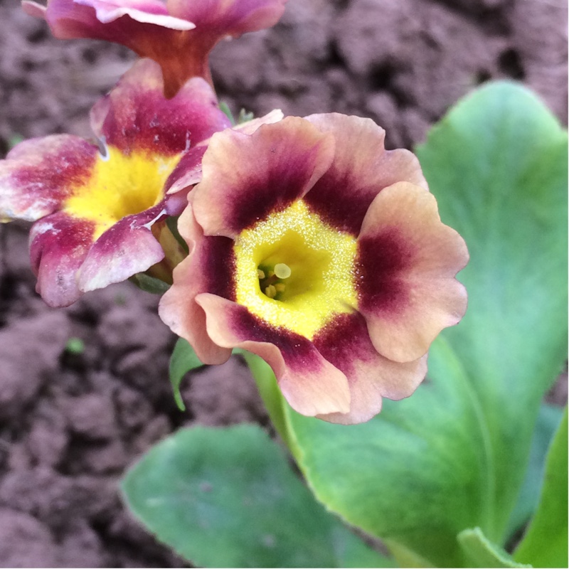 Auricula Old Suffolk Bronze in the GardenTags plant encyclopedia