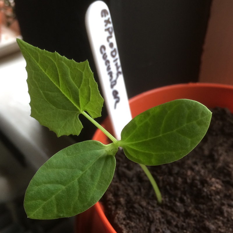 Cyclanthera explodens in the GardenTags plant encyclopedia Exploding Cucumber in the GardenTags plant encyclopedia