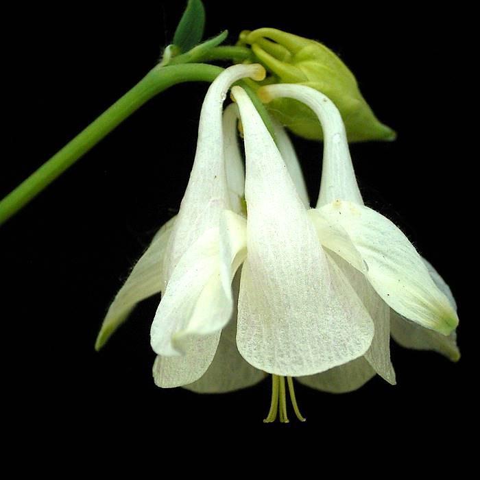 Aquilegia vulgaris Nivea in the GardenTags plant encyclopedia European columbine Nivea in the GardenTags plant encyclopedia