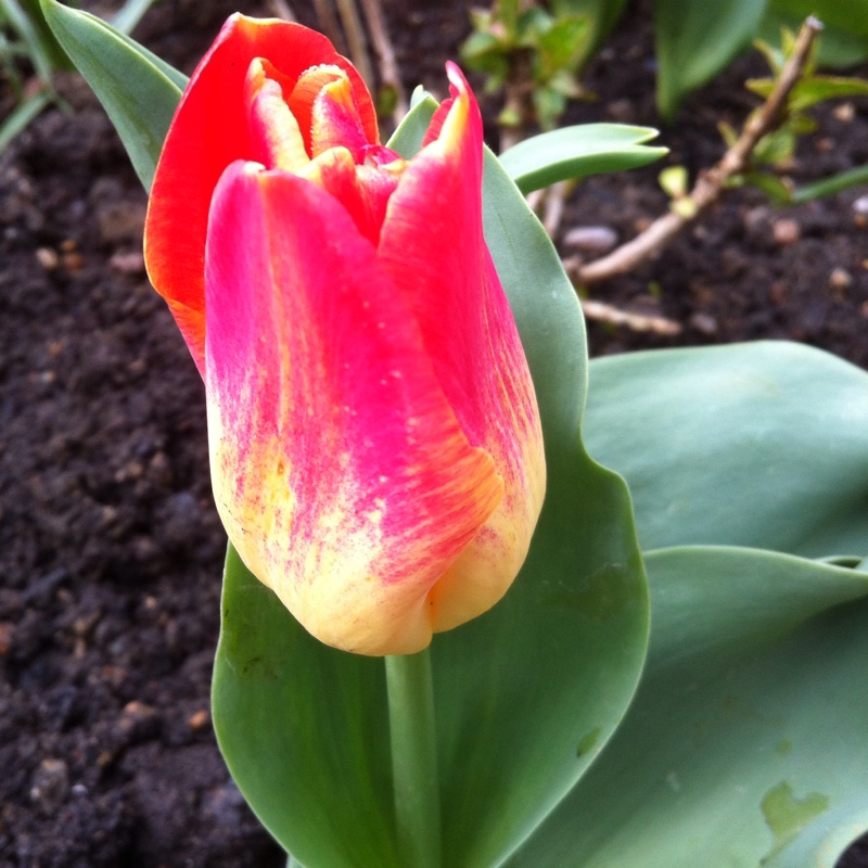 Tulipa Match in the GardenTags plant encyclopedia Tulip Match (Triumph) in the GardenTags plant encyclopedia