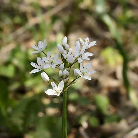 Allium subhirsutum in the GardenTags plant encyclopedia Allium (Species) Hairy Garlic in the GardenTags plant encyclopedia