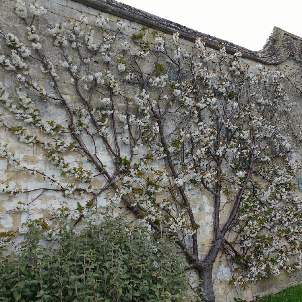 Prunus Avium Early Rivers in the GardenTags plant encyclopedia Sweet Cherry Tree Early Rivers in the GardenTags plant encyclopedia