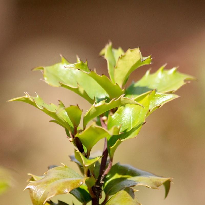Ilex x meserveae Blue Princess in the GardenTags plant encyclopedia Holly Blue Princess in the GardenTags plant encyclopedia