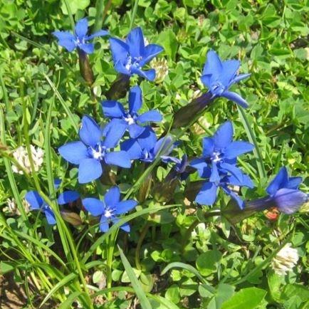 Gentiana verna in the GardenTags plant encyclopedia Spring Gentian in the GardenTags plant encyclopedia