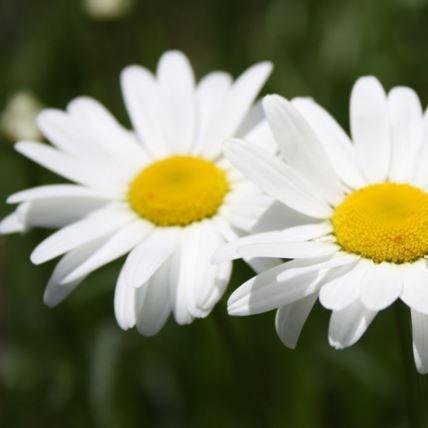 Leucanthemopsis alpina in the GardenTags plant encyclopedia Alpine moon daisy in the GardenTags plant encyclopedia