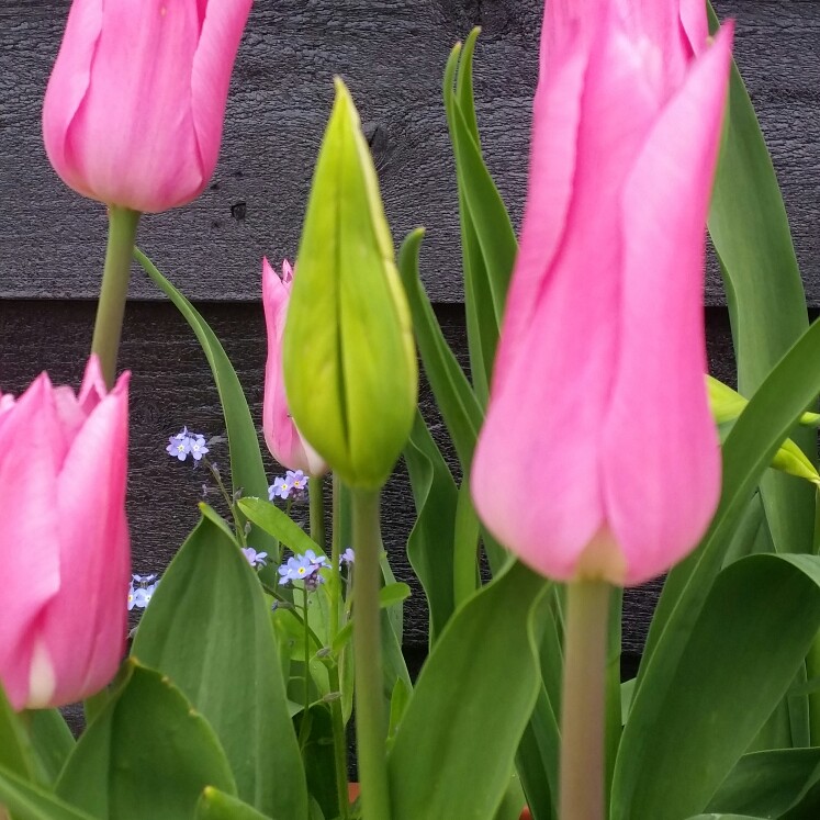 Tulipa China Pink in the GardenTags plant encyclopedia Tulip China Pink (Lily-flowered) in the GardenTags plant encyclopedia