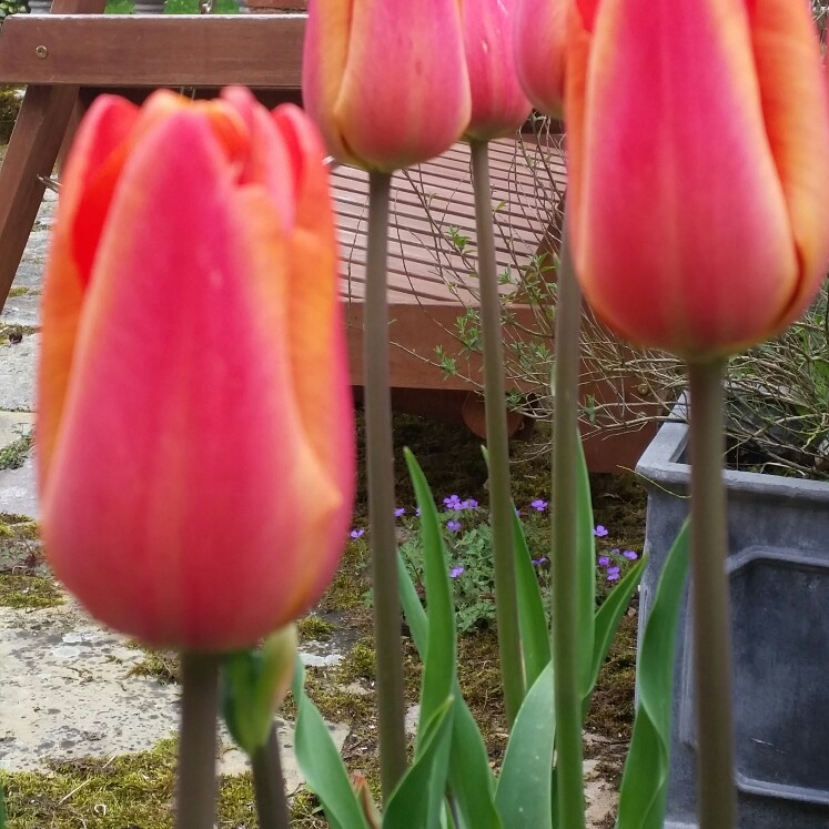 Tulipa Charade in the GardenTags plant encyclopedia Tulip Charade (Triumph) in the GardenTags plant encyclopedia