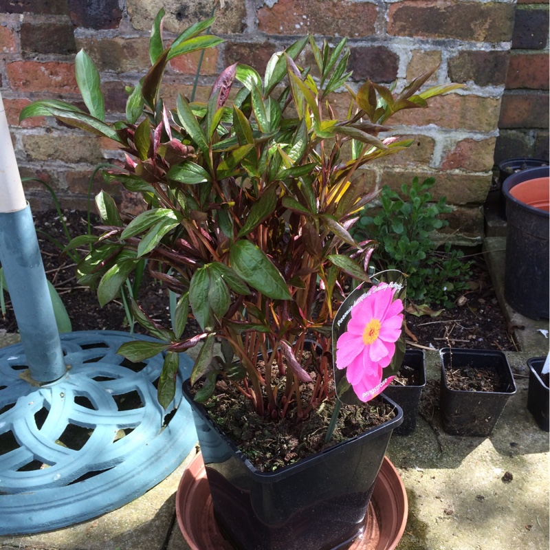 Paeonia lactiflora Fen Yu Nu syn. Paeonia Dancing Butterfly, Paeonia Little Medicine Man in the GardenTags plant encyclopedia Peony Fen Yu Nu (Herbaceous) in the GardenTags plant encyclopedia