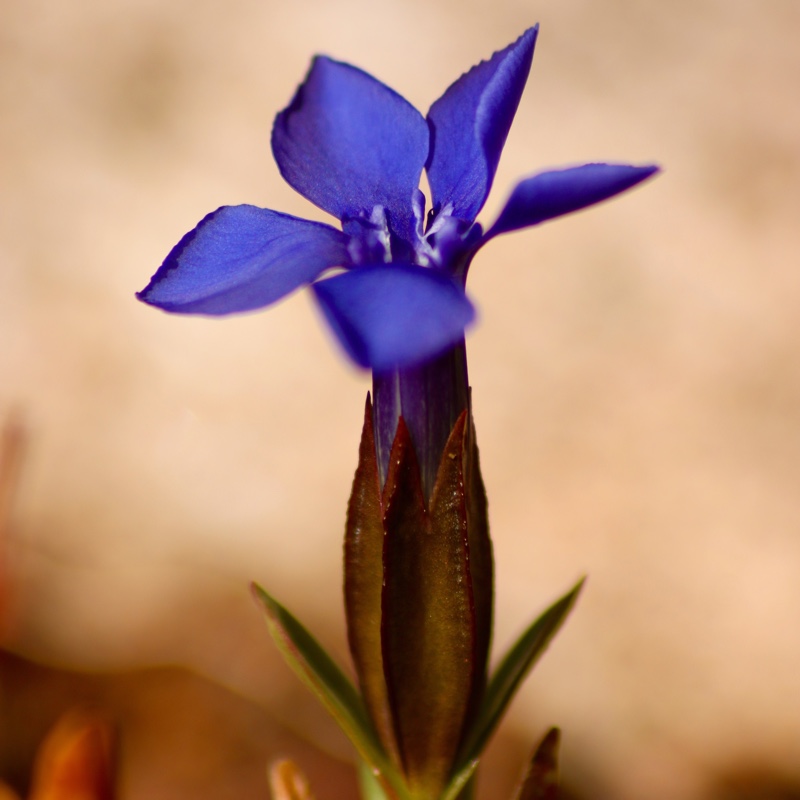 Gentiana verna Angulosa in the GardenTags plant encyclopedia Spring Gentian Angulosa in the GardenTags plant encyclopedia