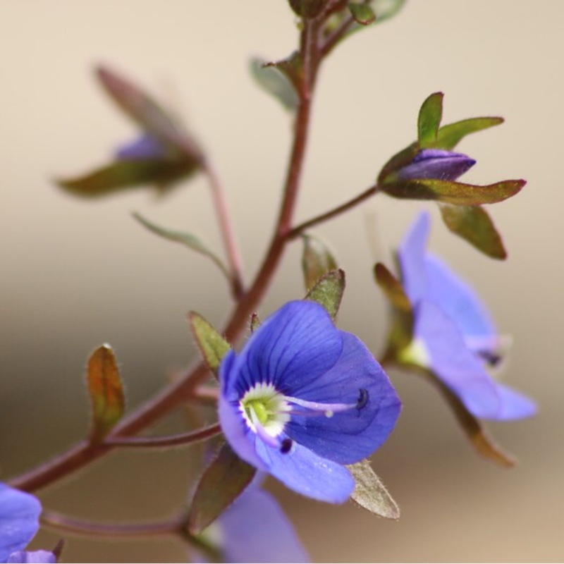 Veronica peduncularis Georgia Blue syn. Veronica umbrosa Georgia Blue, Veronica peduncularis Oxford Blue in the GardenTags plant encyclopedia Speedwell Georgia Blue in the GardenTags plant encyclopedia