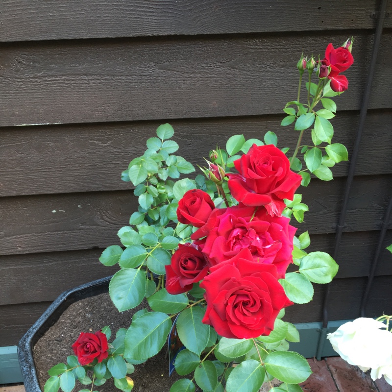 Rosa Poulduf syn. Rosa Courage in the GardenTags plant encyclopedia Rose Courage (Hybrid Tea) in the GardenTags plant encyclopedia