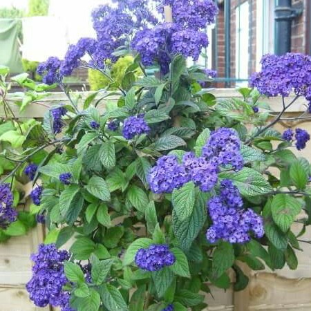 Cherry Pie Plant Isla Bonita in the GardenTags plant encyclopedia