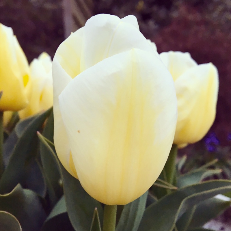 Tulipa Calgary Flames in the GardenTags plant encyclopedia Tulip Calgary Flames (Triumph) in the GardenTags plant encyclopedia