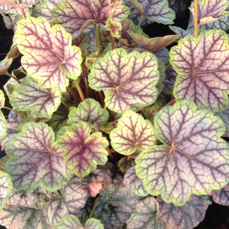 Alumroot Ginger ale in the GardenTags plant encyclopedia
