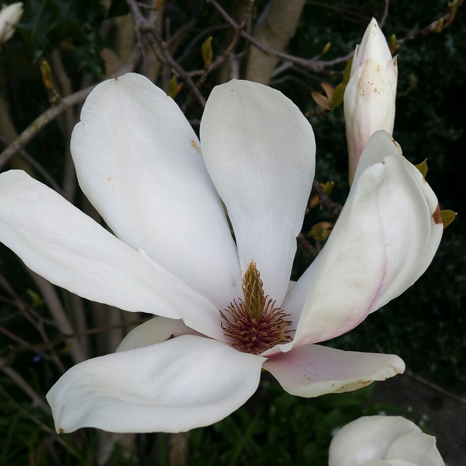 Chinese Magnolia in the GardenTags plant encyclopedia