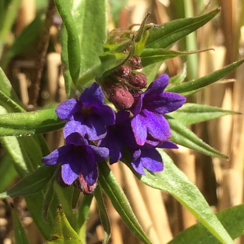 Buglossoides purpurocaerulea syn. Lithospermum purpurocaeruleum ; Lithodora buglossoides in the GardenTags plant encyclopedia Blue Gromwell in the GardenTags plant encyclopedia