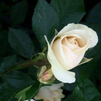 Rosa Edelweiss in the GardenTags plant encyclopedia Rose Edelweiss Cream White in the GardenTags plant encyclopedia