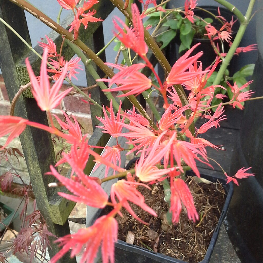 Japanese Maple Phoenix in the GardenTags plant encyclopedia