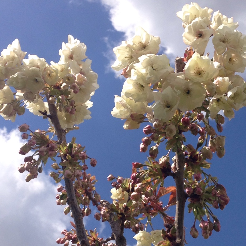 Prunus Ukon in the GardenTags plant encyclopedia Japanese Flowering Cherry Yukon in the GardenTags plant encyclopedia