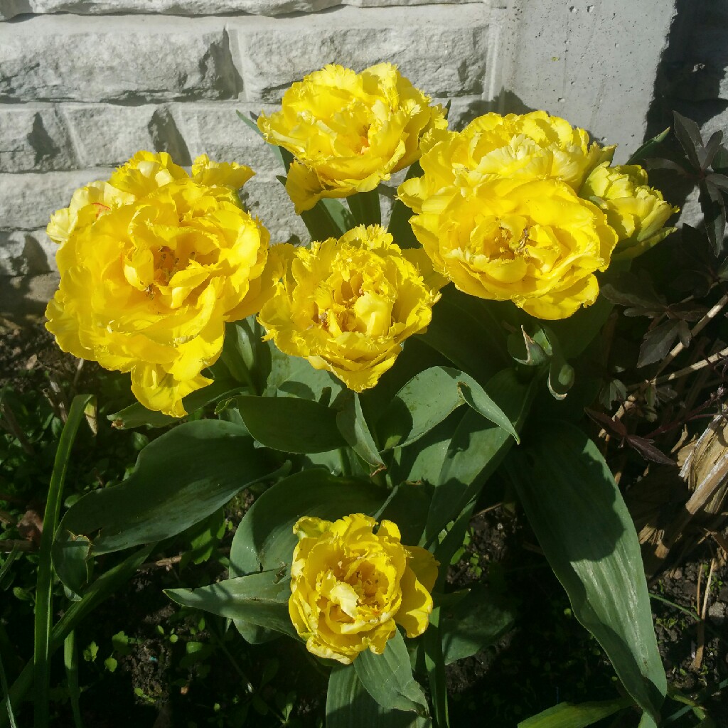 Tulipa Vaya Con Dios in the GardenTags plant encyclopedia Tulip Vaya Con Dios (Fringed) in the GardenTags plant encyclopedia