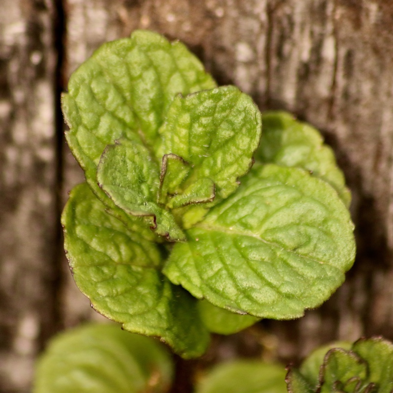 Mentha spicata Tashkent in the GardenTags plant encyclopedia Tashkent Mint in the GardenTags plant encyclopedia