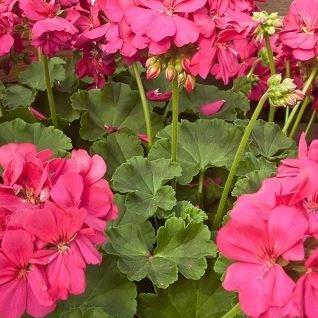 Pelargonium Calliope Lavender Rose (Interspecific) in the GardenTags plant encyclopedia