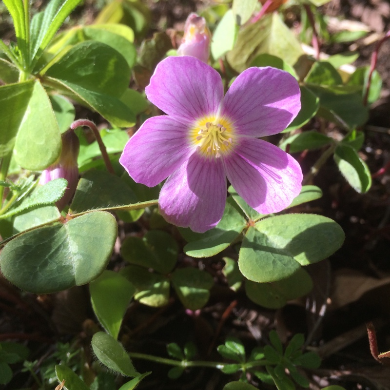 Oxalis oregana in the GardenTags plant encyclopedia Redwood Sorrel in the GardenTags plant encyclopedia