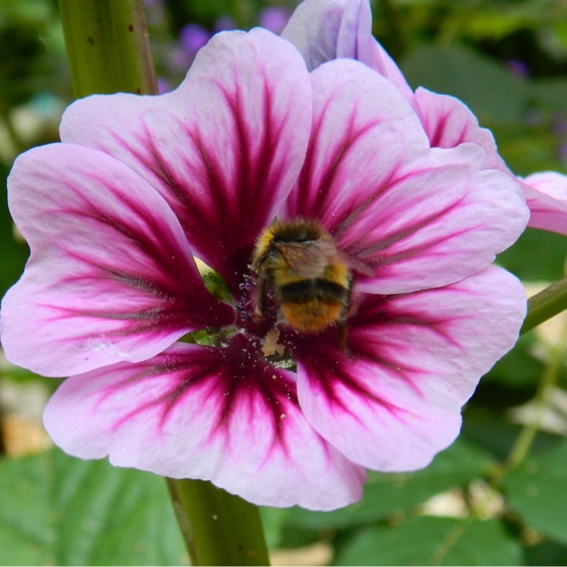 Malva Sylvestris Zebrina syn. Alcea rosea Zebrina in the GardenTags plant encyclopedia Zebra Mallow in the GardenTags plant encyclopedia
