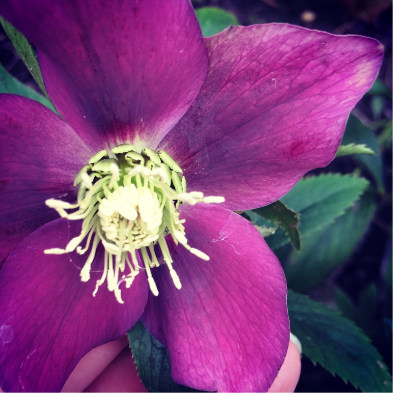 Helleborus x hybridus Blue Lady (Lady Series) in the GardenTags plant encyclopedia Hellebore Blue Lady in the GardenTags plant encyclopedia