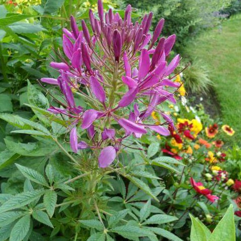 Spider Flower in the GardenTags plant encyclopedia